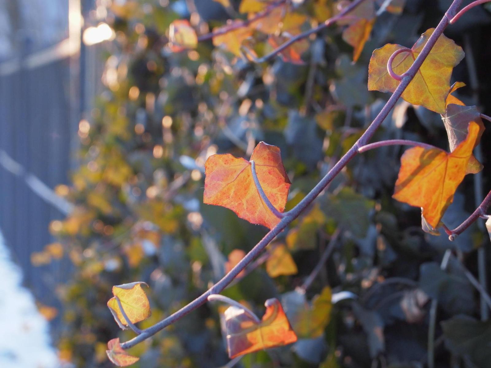 Yi M1: čínský útok na Micro Four Thirds