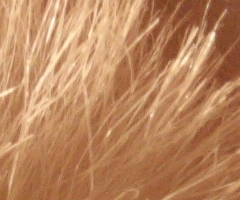 Canon EOS 550D: třídní premiant