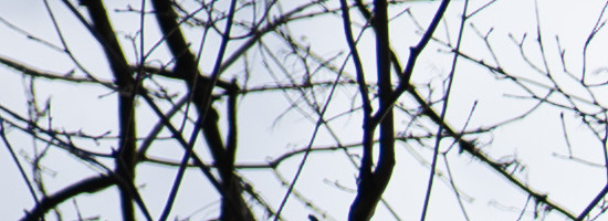 Panasonic Lumix S 50mm F1.8