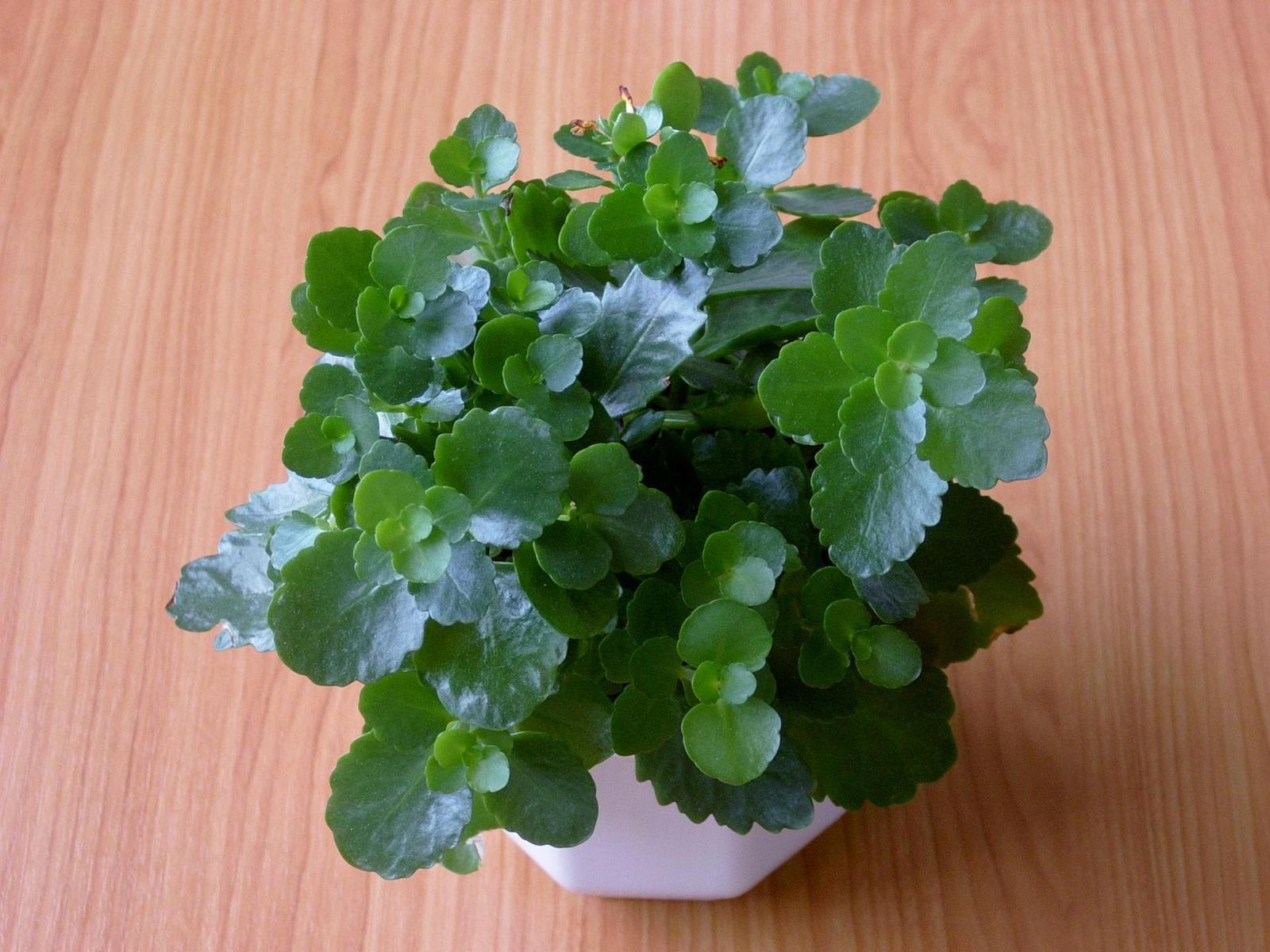 Samsung Digimax 350SE: Šikovný foťák za slušnou cenu