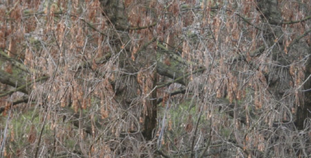 Srovnání 2 objektivů: profesionální Sigma vs. setový Canon