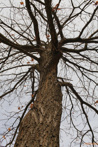 Canon EF 35mm f/1.4L USM