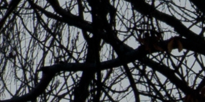 Sony DT 16-50mm F2.8 SSM