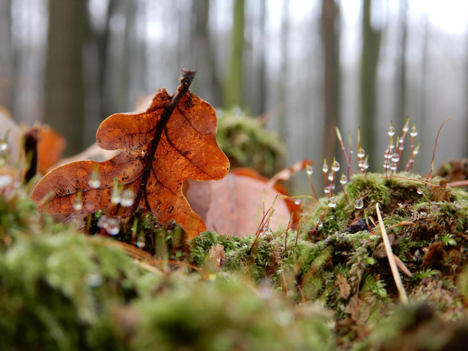 Nikon Coolpix A900: 4K do kapsy