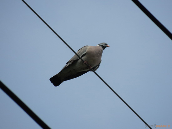 Nikon Coolpix P510: lovec rekordů