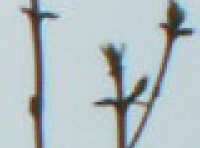 Souboj ultrazoomů: FZ5, Z5 a Z740