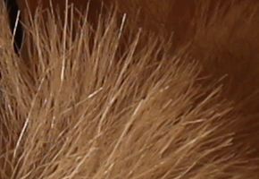 Canon EOS M: první pokus