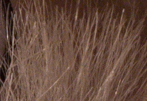 Samsung NX1000: sněhobílý bezdrát