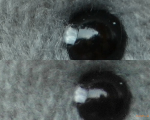 Fotíme s Koalou: ISO citlivost