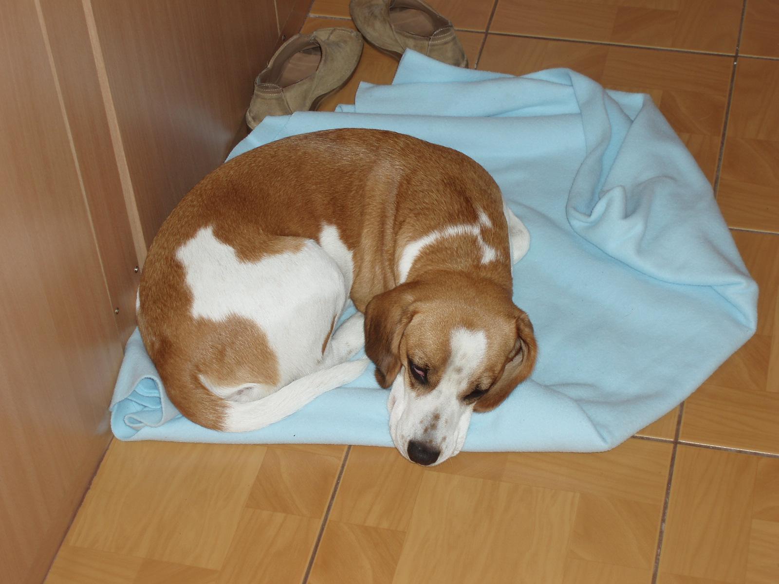 Kapesní rychlý Olympus s velkým displejem