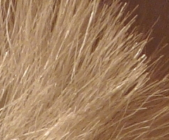 Canon PowerShot S90: malý zázrak