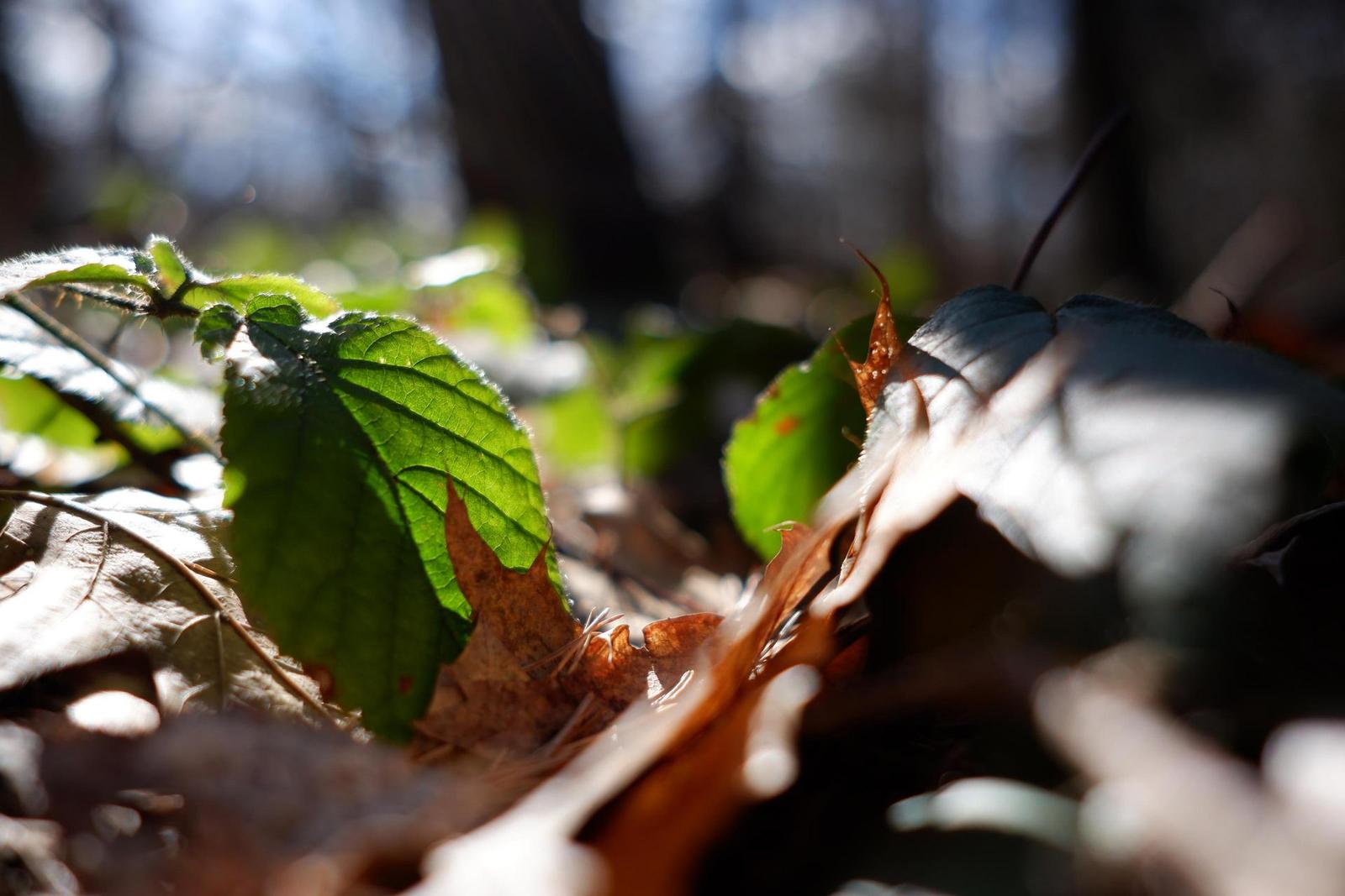 Fujinon XF 23mm F2 R WR