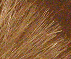 Sony SLT-A33: přesvědčivý revolucionář