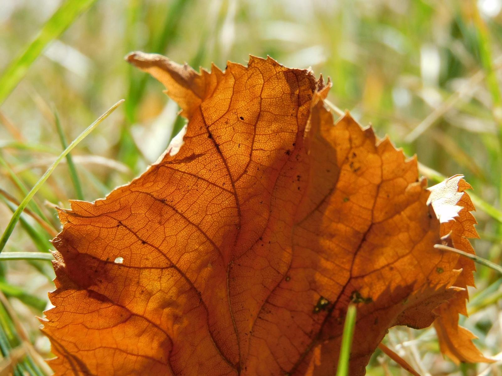 Nikon Coolpix B600: kamarád do přírody