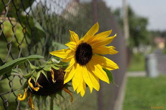 Samsung NX20: za více peněz více muziky