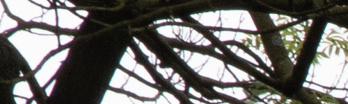 Canon RF 24-105mm f/4 L IS USM