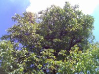 Nokia N80 - jak fotí 3megapixelový fotomobil?