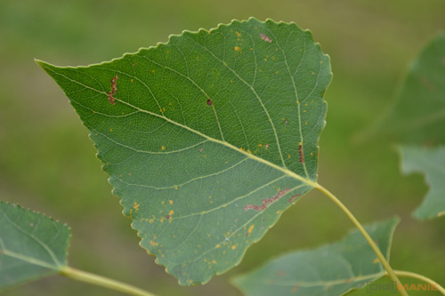 Nikon D3100: základ nabídky DSLR