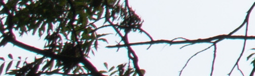 Canon EF-M 15-45mm f/3.5-6.3 IS STM