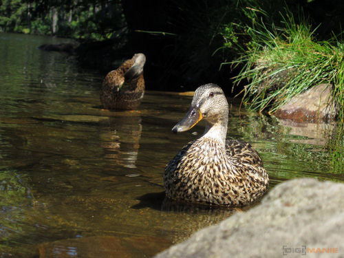 Canon IXUS 300 HS: superstylovka i pro náročné