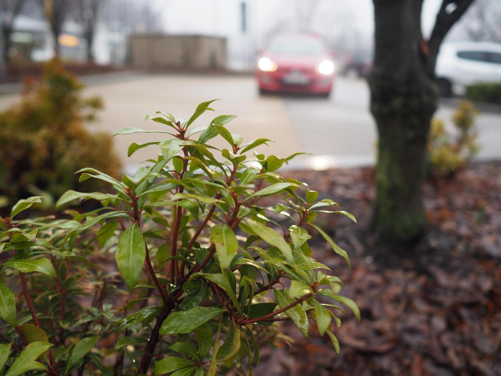 Olympus M.Zuiko Digital 17mm 1:1.8