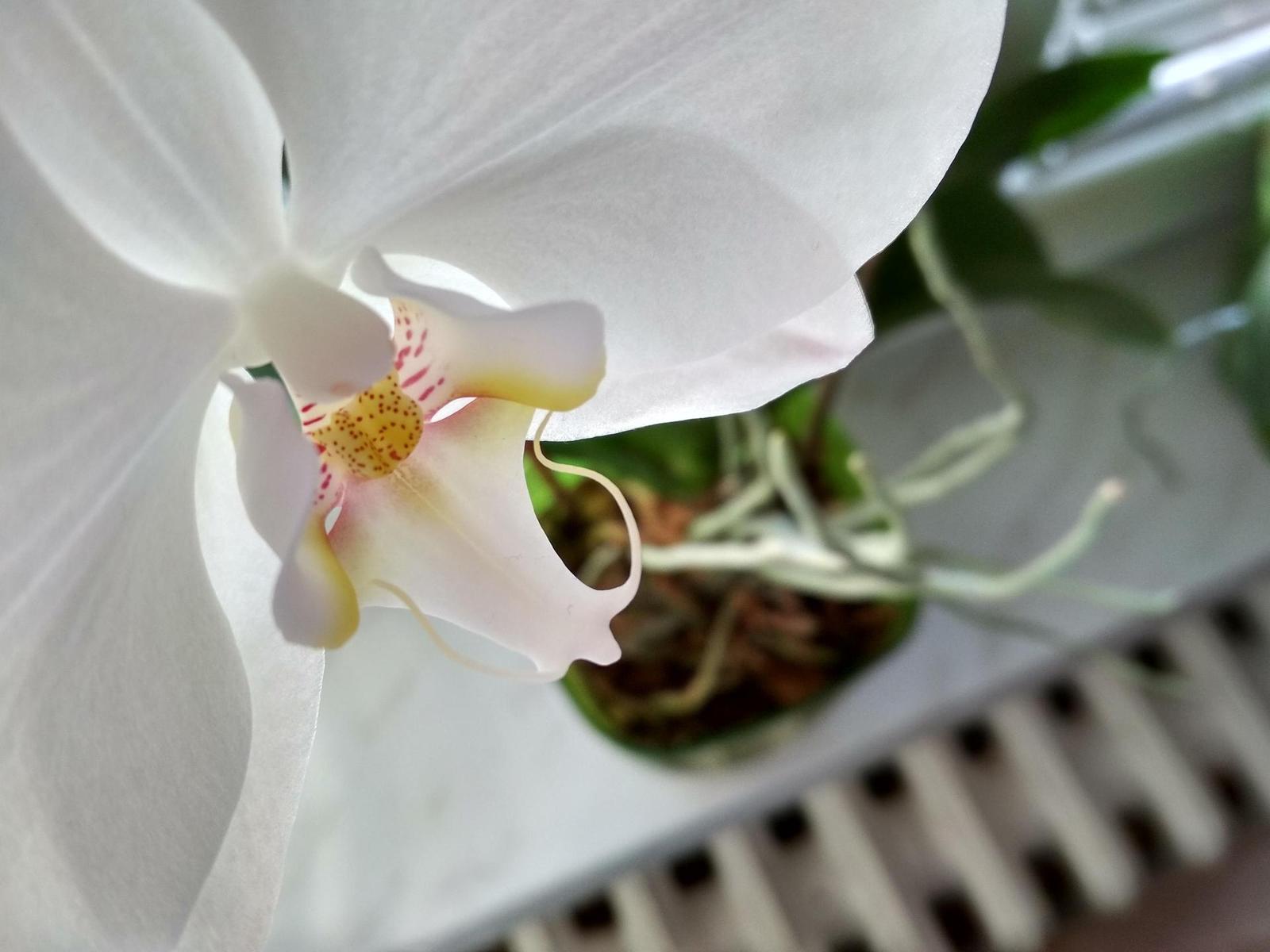 Xiaomi Redmi 4X LTE: miláček davu