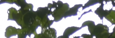 Nikon AF-S DX NIKKOR 55-200mm f/4-5.6G IF-ED VR