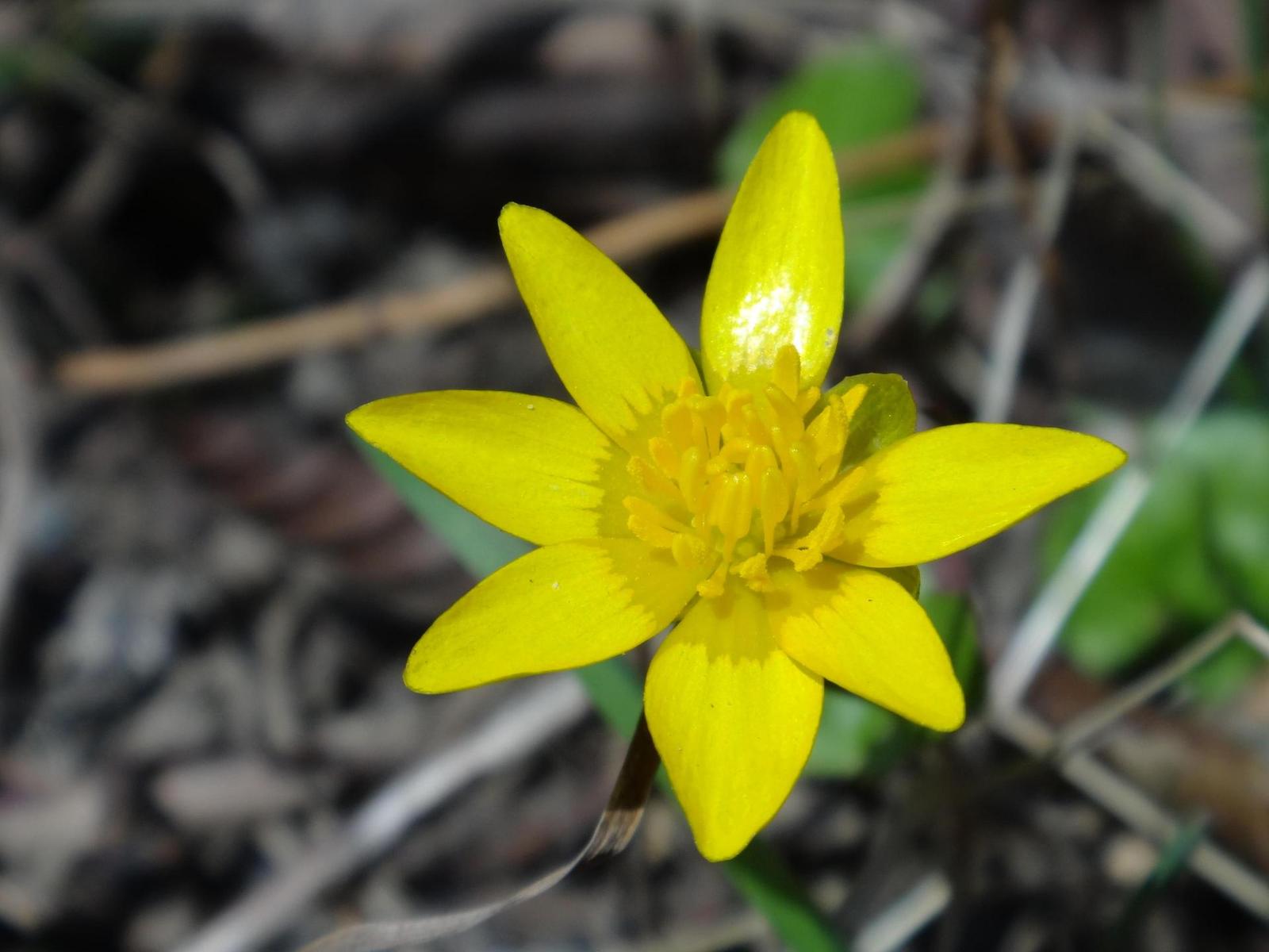 Sony Cyber-shot TX10: odolný zálesák