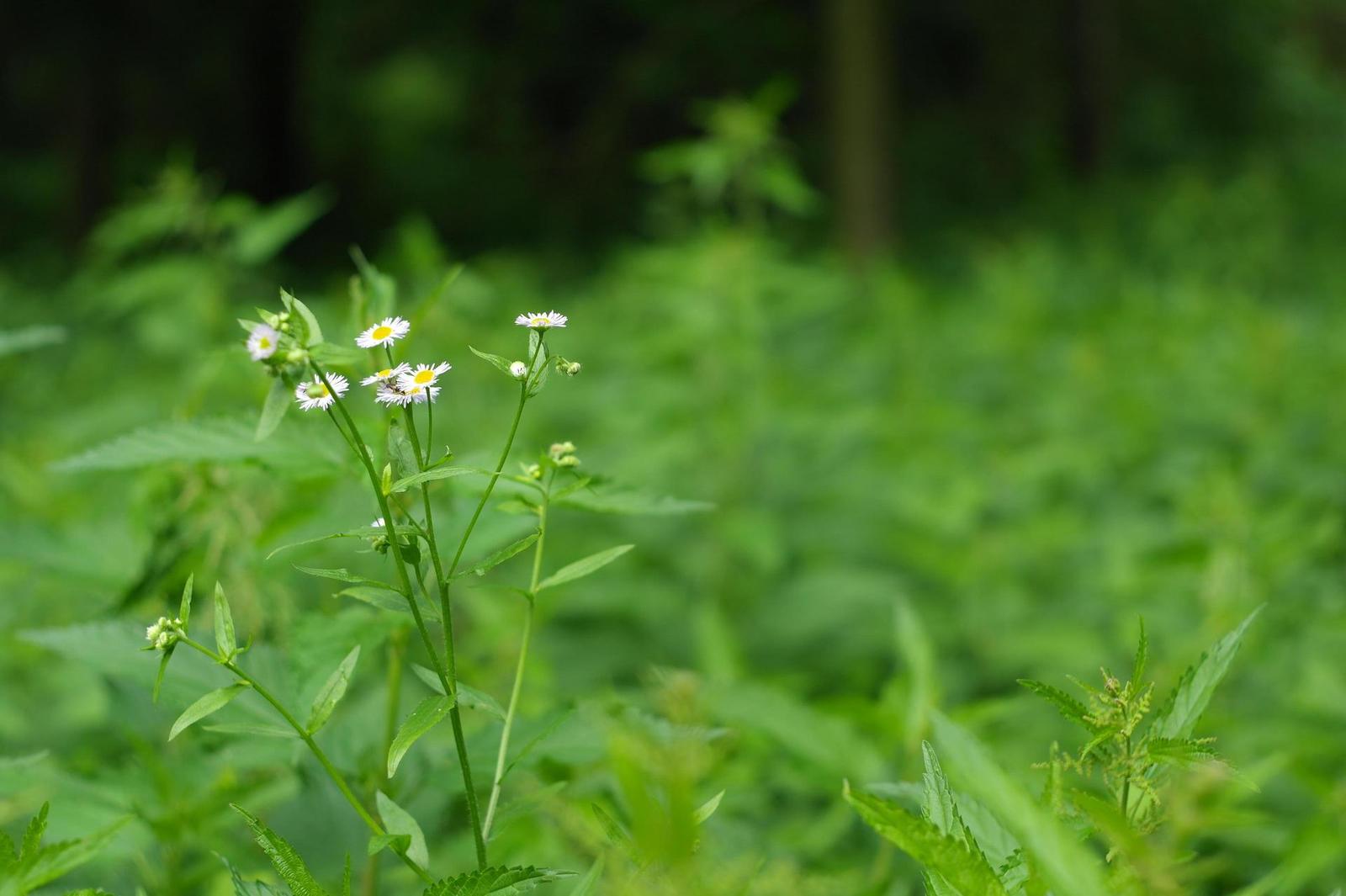 Carl Zeiss Jena DDR Pancolar 1,8/50mm MC electric (M42)