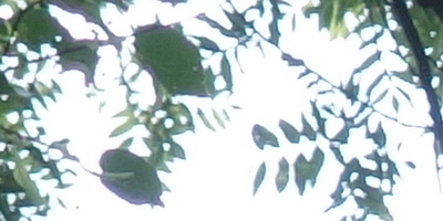 Sony Cyber-shot RX100: terminátor zrcadlovek