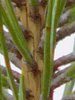 Panasonic Lumix DMC–FZ10: Vlajková loď s optikou Leica