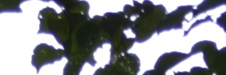 Nikon AF-S DX NIKKOR 55-200mm f/4-5.6G IF-ED VR