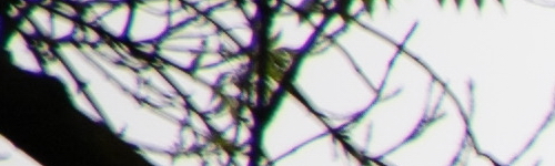 Canon RF 24-105mm f/4 L IS USM