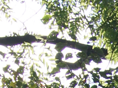 Sony SLT-A33: přesvědčivý revolucionář