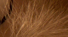 Canon EOS 1200D: vylepšený základ