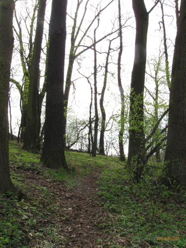 Canon PowerShot A590 IS: malý, ale šikovný