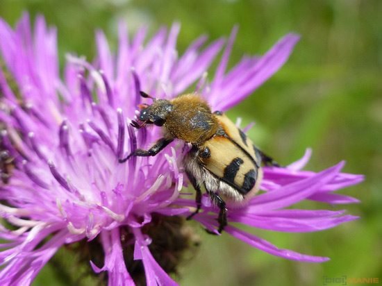 Panasonic Lumix TZ30: pokračovatel slavného rodu?