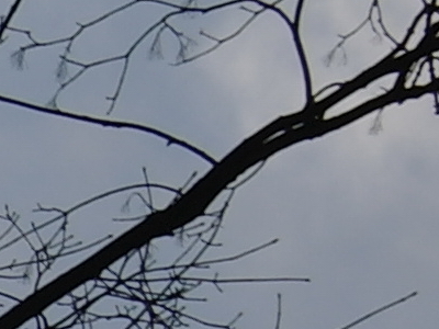 Samsung NX100: "zrcadlovka" do kapsy