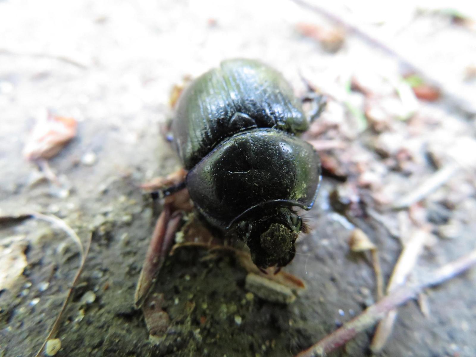 Canon PowerShot SX720 HS: kapesní šmírování