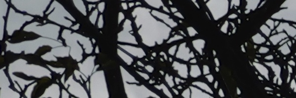 Panasonic Leica DG Vario-Elmarit 12-35mm / F2.8 ASPH. / Power O.I.S