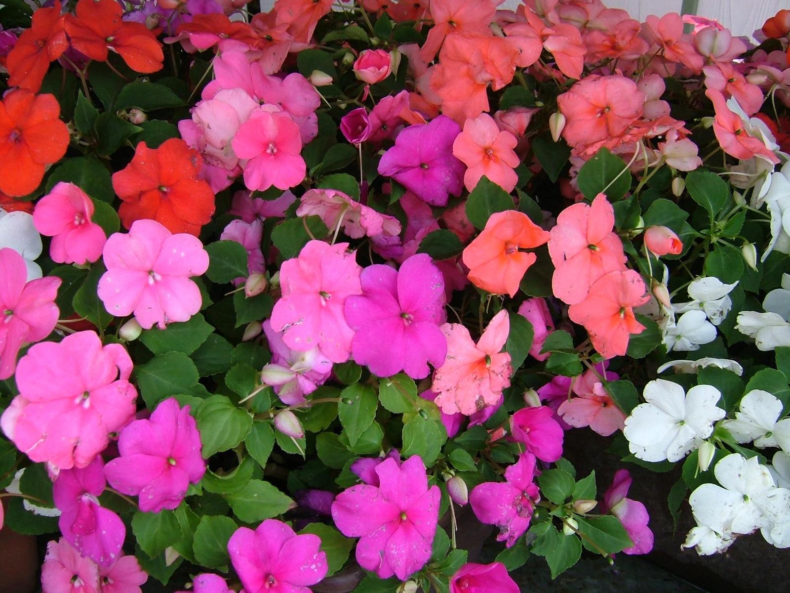 FinePix F420: drobeček s velkým obrazovým výkonem