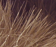 Canon PowerShot G11: géčko, o jakém jsme snili