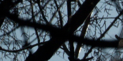 Nikon 1 NIKKOR 30-110mm 1:3,8-5,6 VR