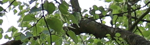 Canon EF 35mm f/2 IS USM