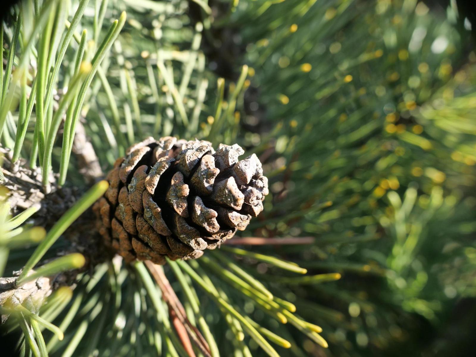 Panasonic Leica DG Summilux 15mm / F1.7 ASPH