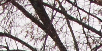 Olympus M.Zuiko Digital 14-42mm 1:3,5-5,6 II R