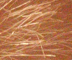 Canon EOS 500D: povedený pokračovatel rodu