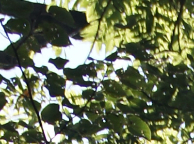 Sony SLT-A33: přesvědčivý revolucionář