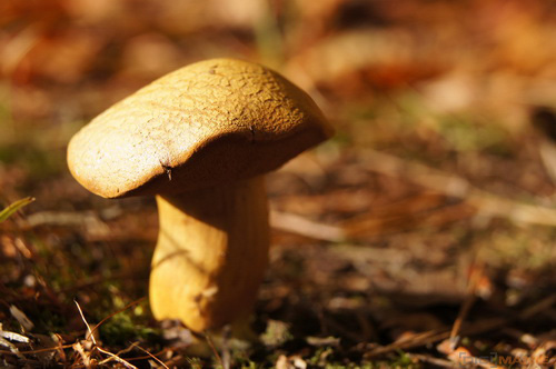 Sony SLT-A33: přesvědčivý revolucionář