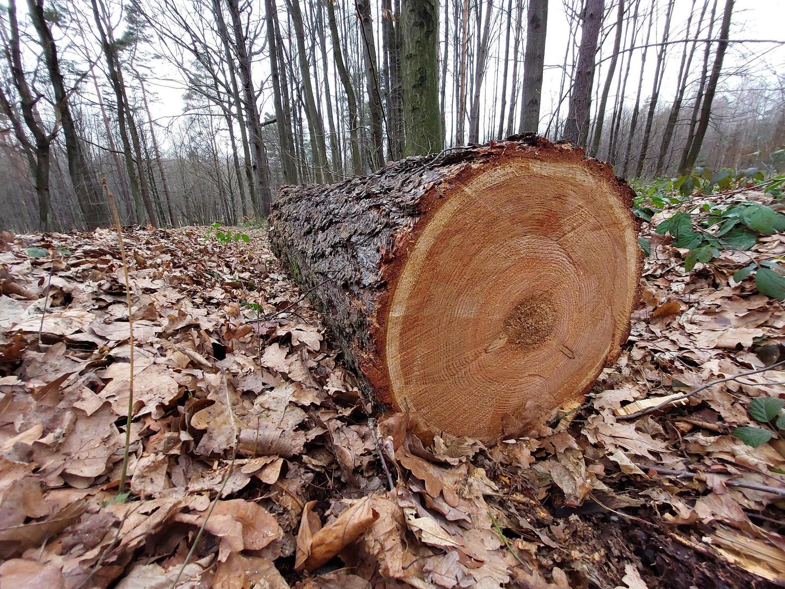 Samsung Galaxy A52s 5G: populární univerzál